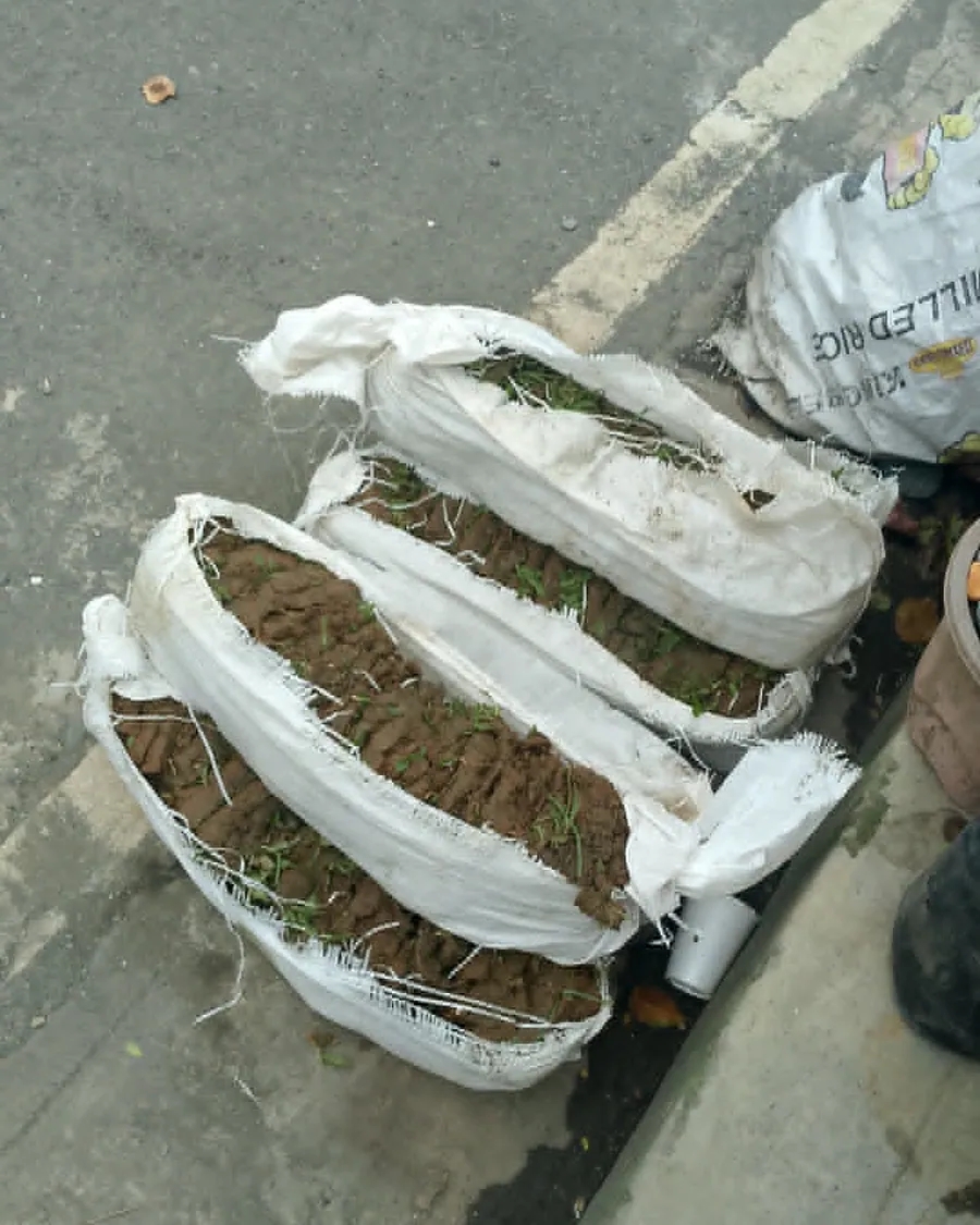 Carabao grass sods bundled in sacks, roughly a 10 square metre minimum order