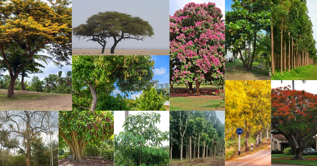 Shade trees for Philippine gardens including narra, rain tree, mango and talisay
