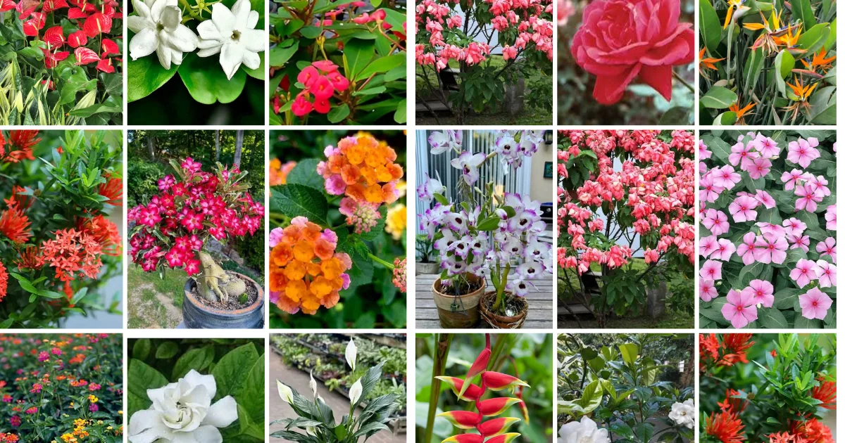 A selection of the best flowering plants for Philippine gardens, including sampaguita, gumamela and bougainvillea