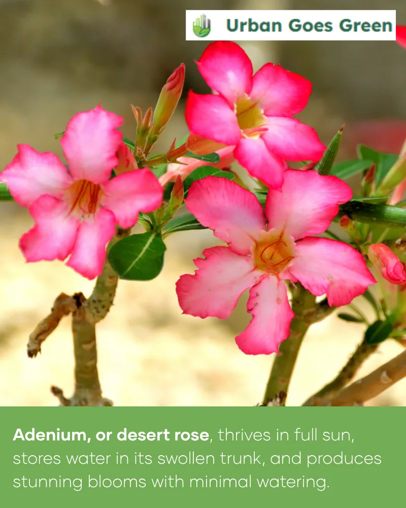Adenium (Desert Rose) growing in the Philippines