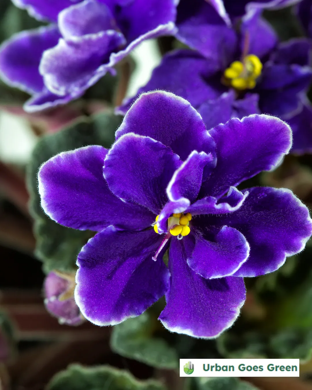 African Violet (Saintpaulia) growing in the Philippines