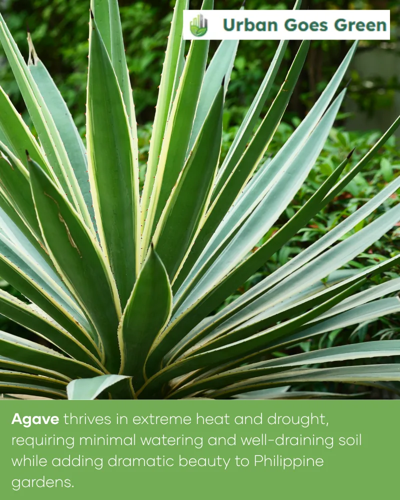 Agave growing in the Philippines