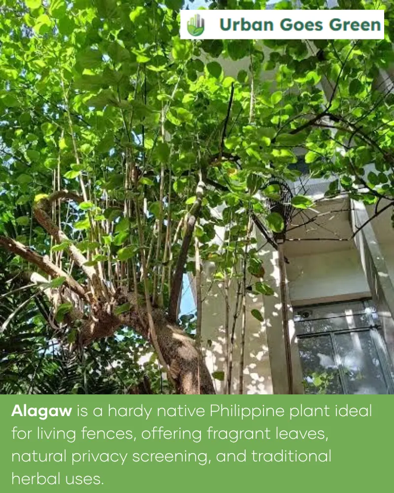 Alagaw (Premna odorata) growing in the Philippines