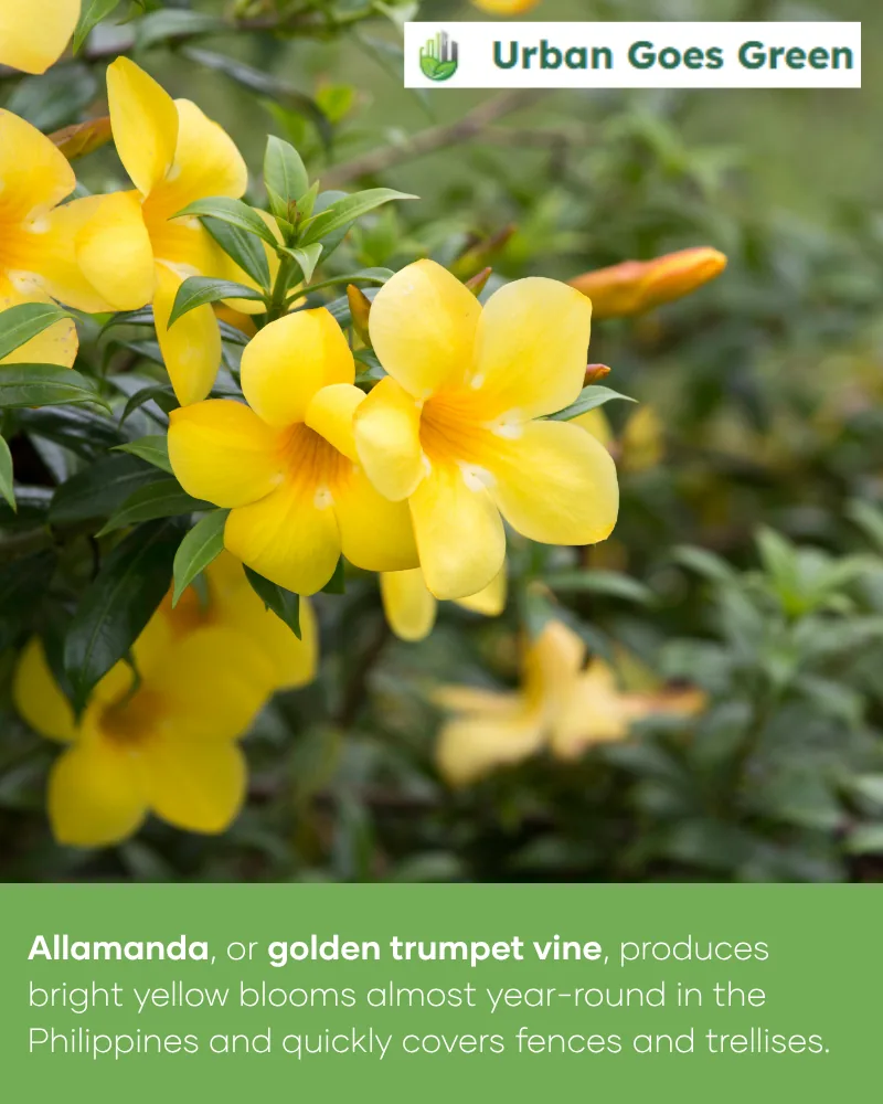 Allamanda (Golden Trumpet) growing in the Philippines