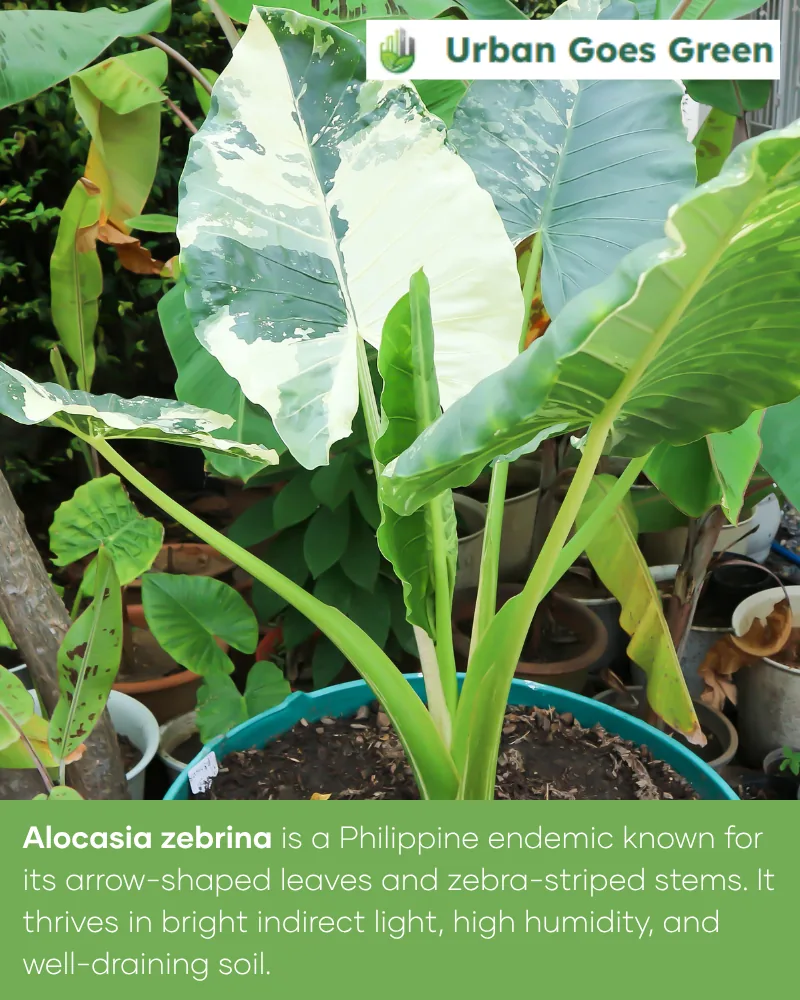 Alocasia Zebrina growing in the Philippines