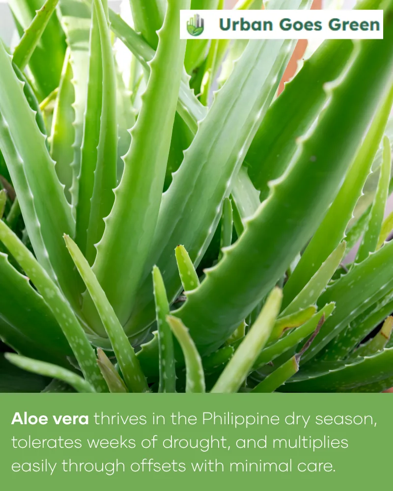 Aloe Vera growing in the Philippines