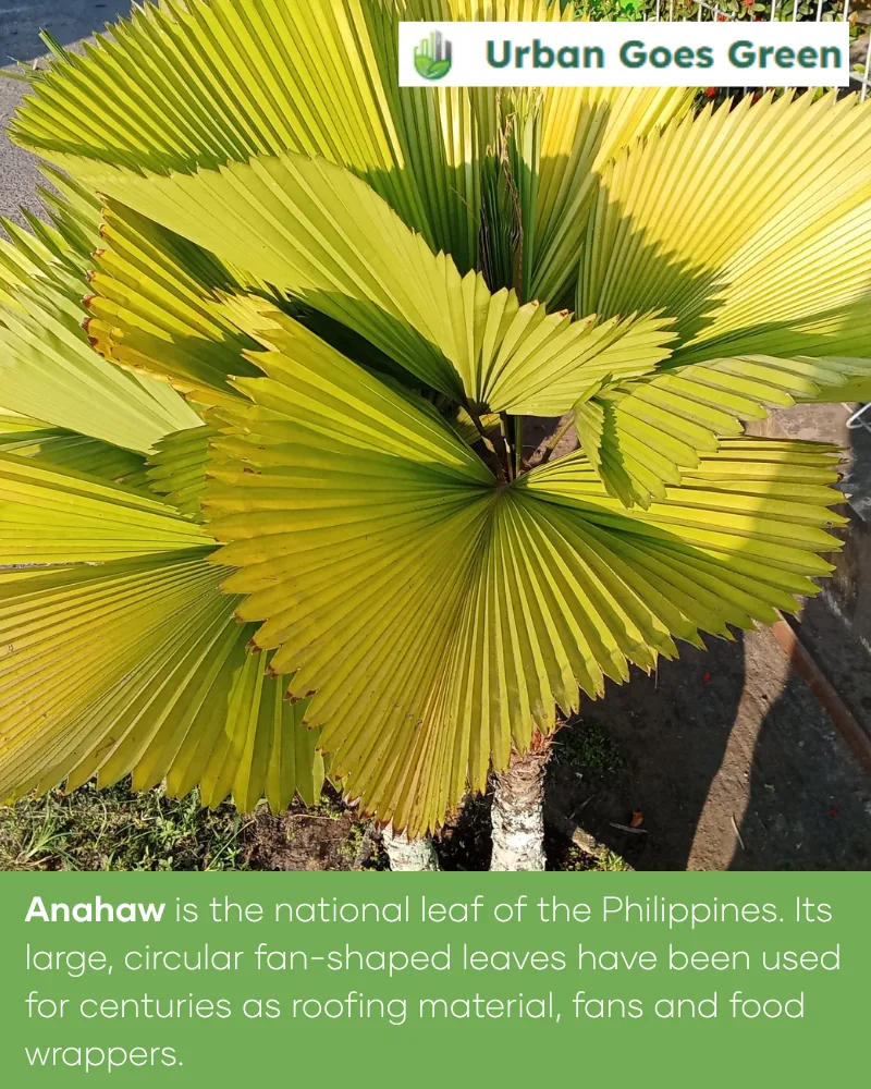 Anahaw (Saribus rotundifolius) growing in the Philippines