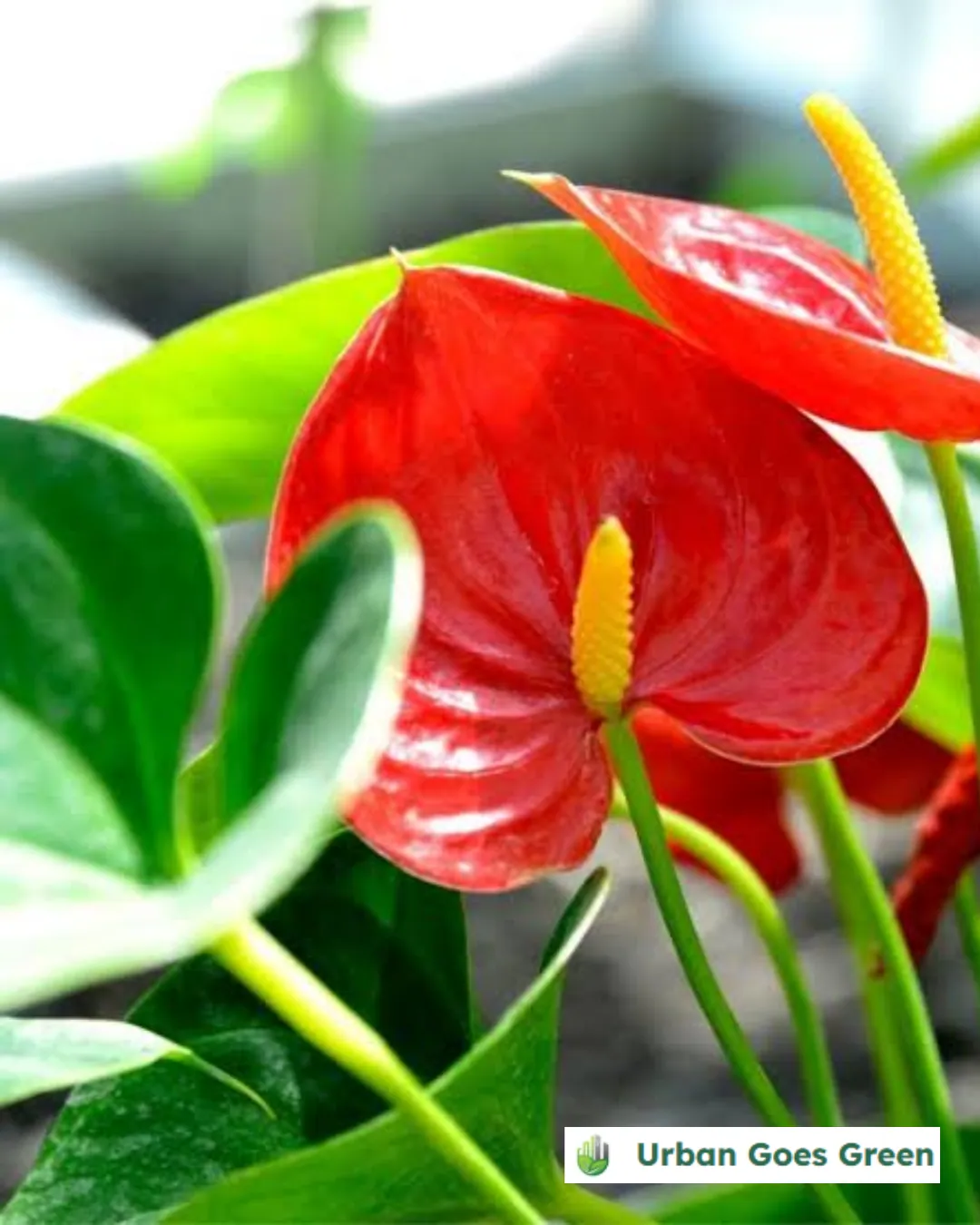 Anthurium growing in the Philippines