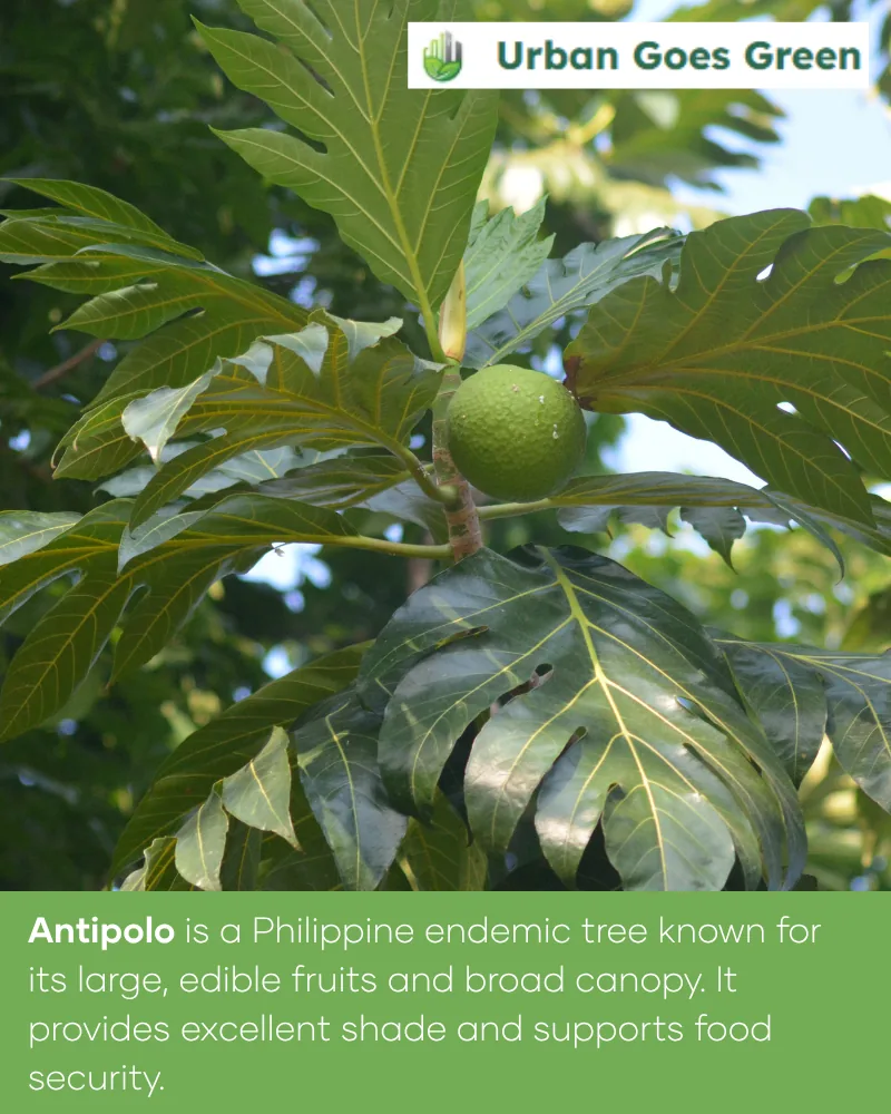 Antipolo (Artocarpus blancoi) growing in the Philippines
