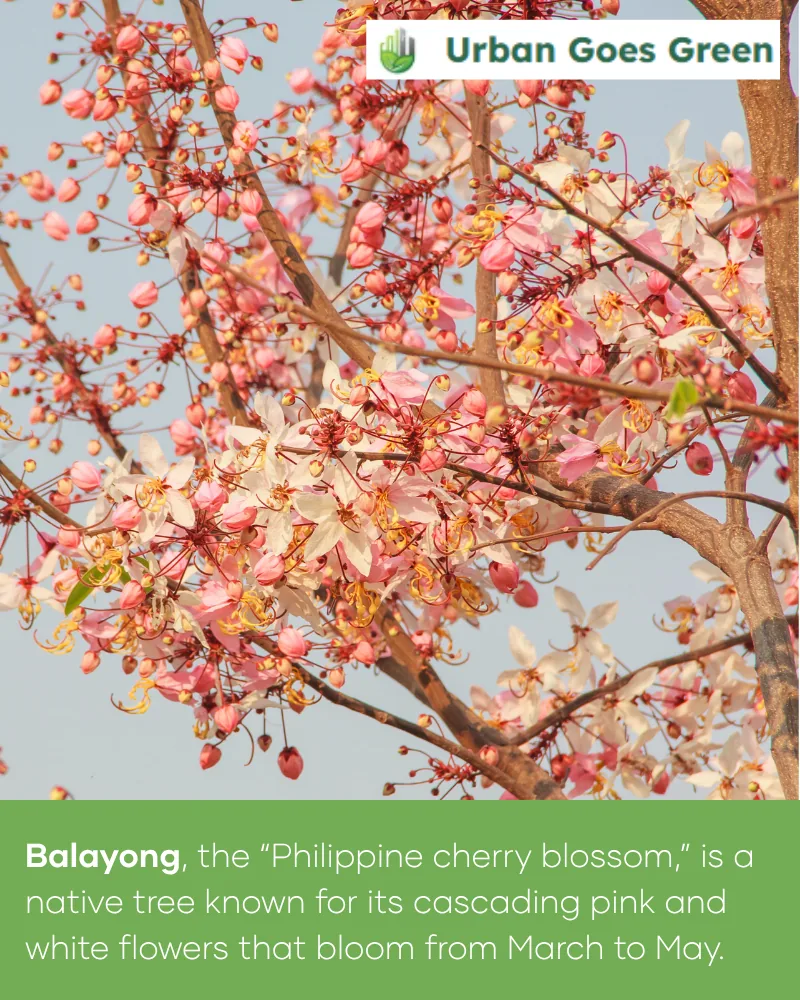 Balayong (Cassia nodosa) growing in the Philippines