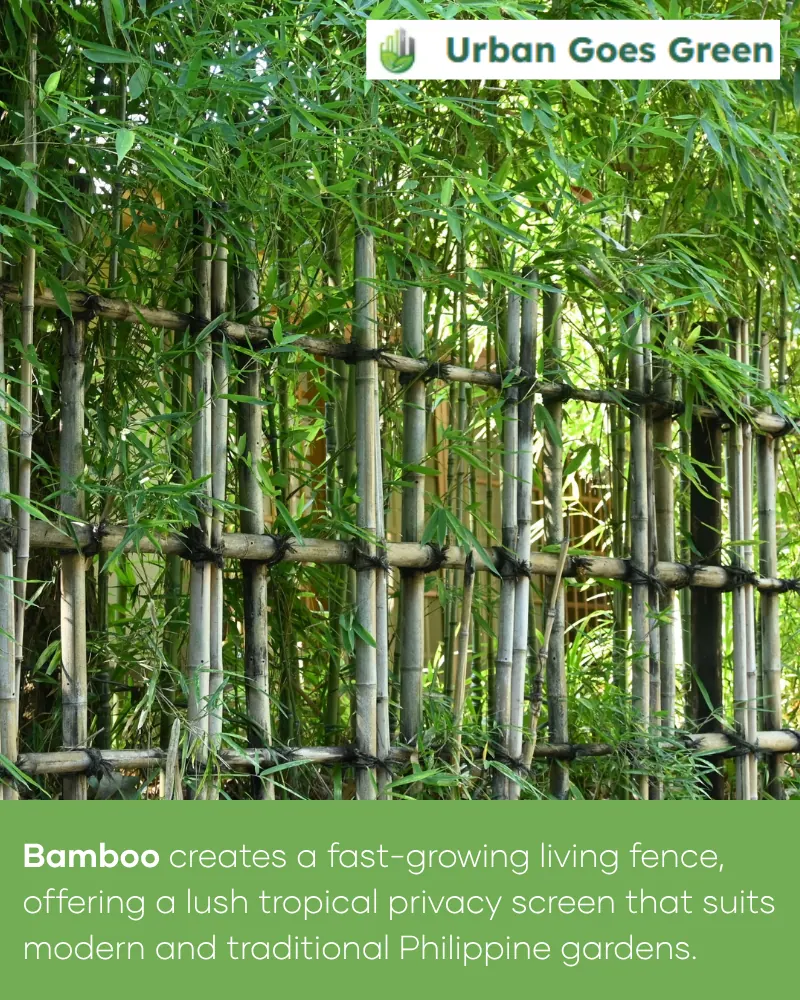 Bamboo growing in the Philippines