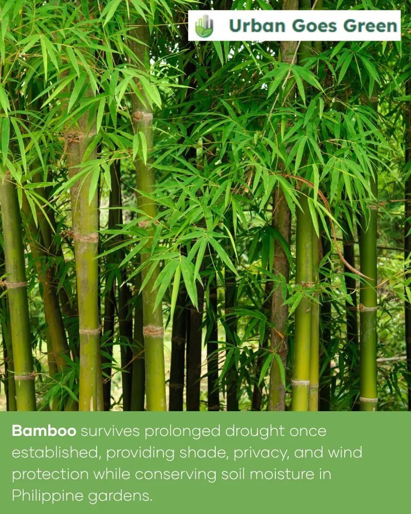 Bamboo growing in the Philippines