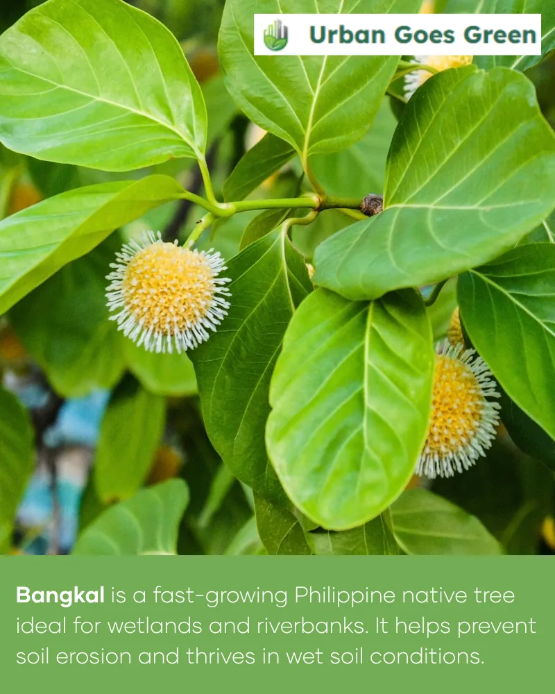 Bangkal (Nauclea orientalis) growing in the Philippines