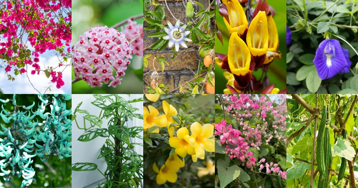 Climbing plants and vines for Philippine gardens including bougainvillea, jade vine and cadena de amor