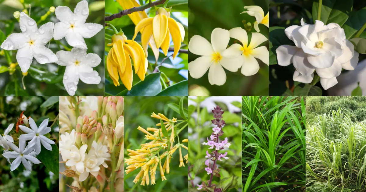Best fragrant plants for Philippine gardens, including sampaguita, ylang-ylang and dama de noche