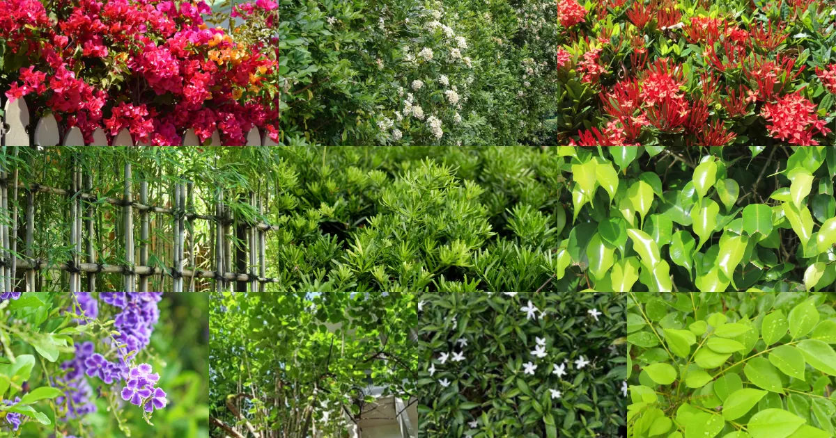 Living fence plants for Philippine gardens, including bougainvillea, bamboo and kamuning hedges