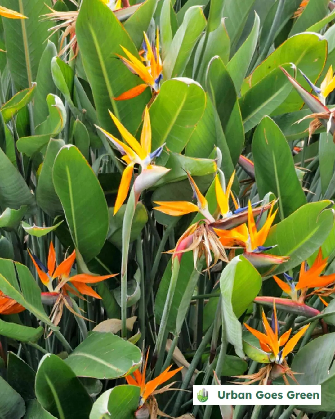 Bird of Paradise (Strelitzia reginae) growing in the Philippines