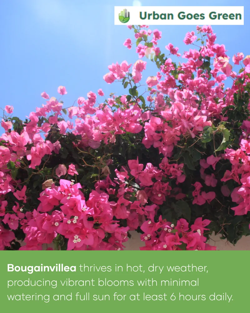 Bougainvillea growing in the Philippines