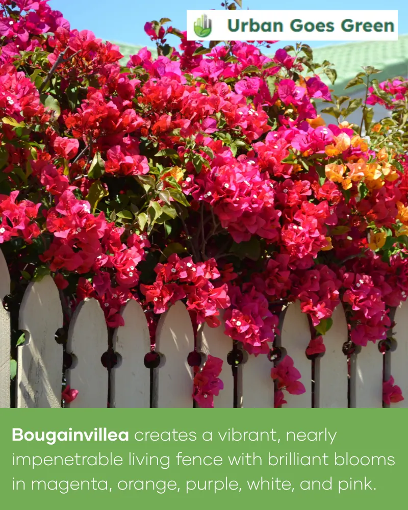 Bougainvillea growing in the Philippines