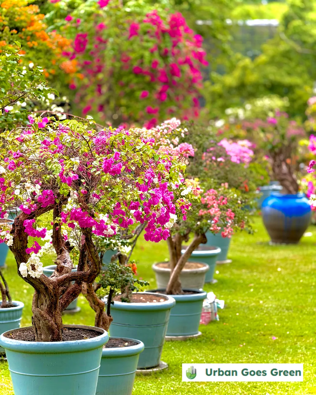 Bougainvillea growing in the Philippines