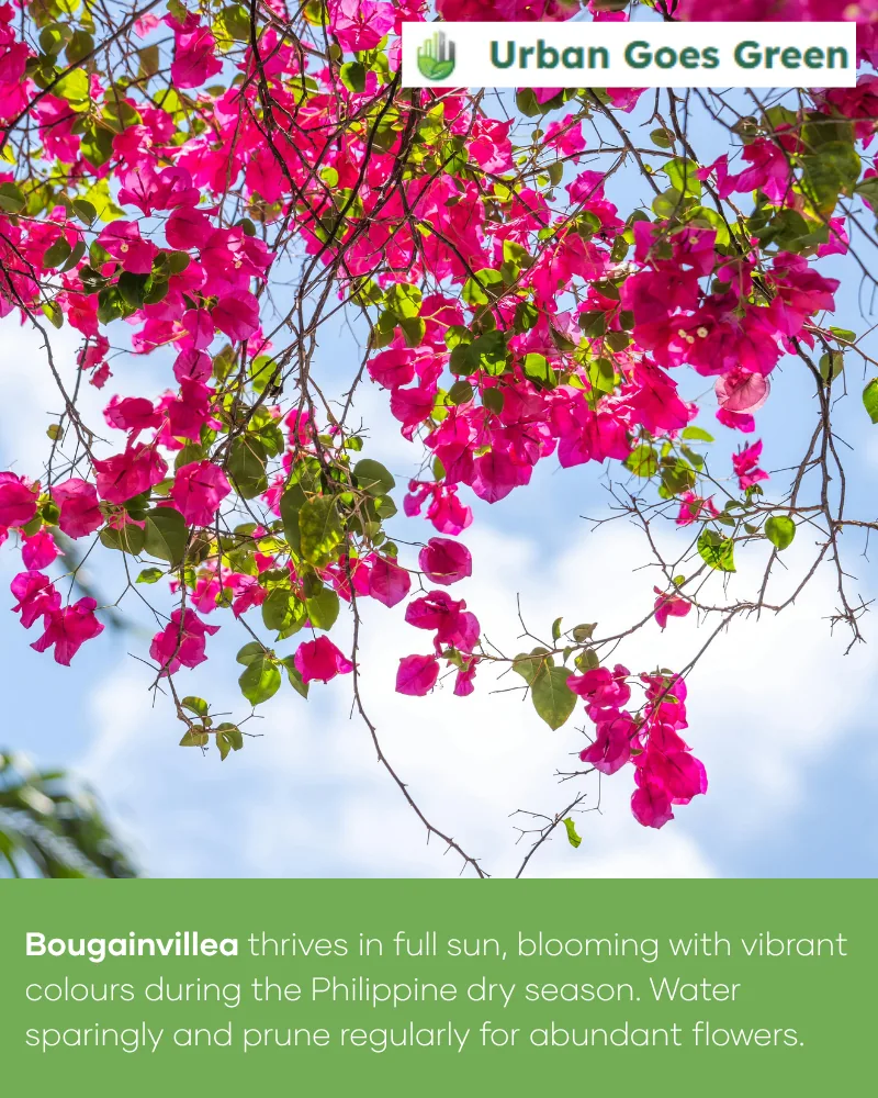 Bougainvillea growing in the Philippines