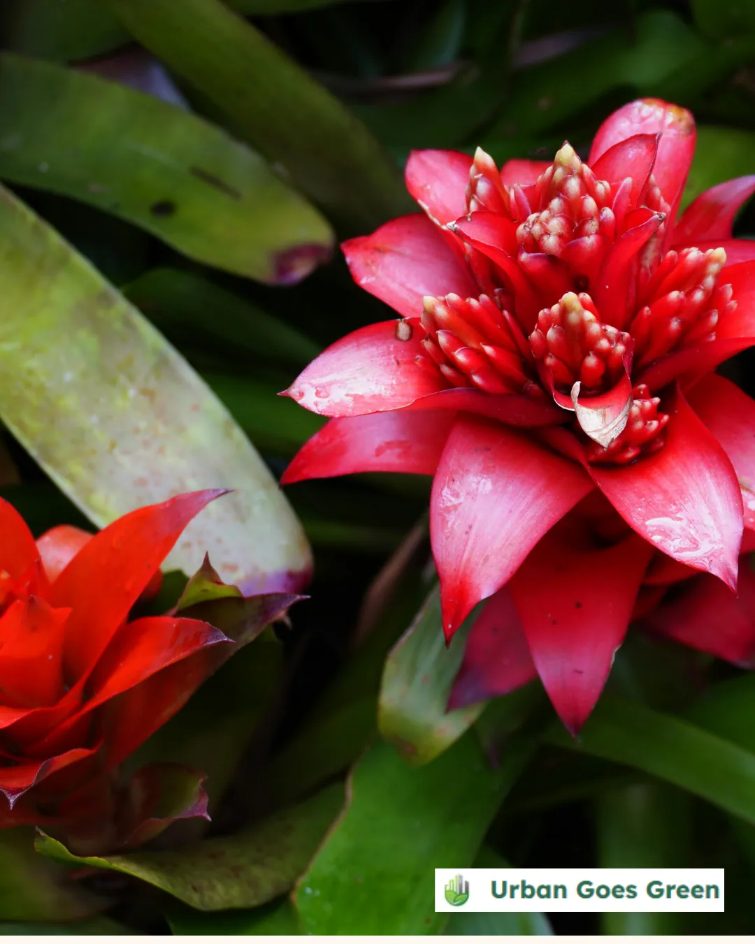 Bromeliad growing in the Philippines