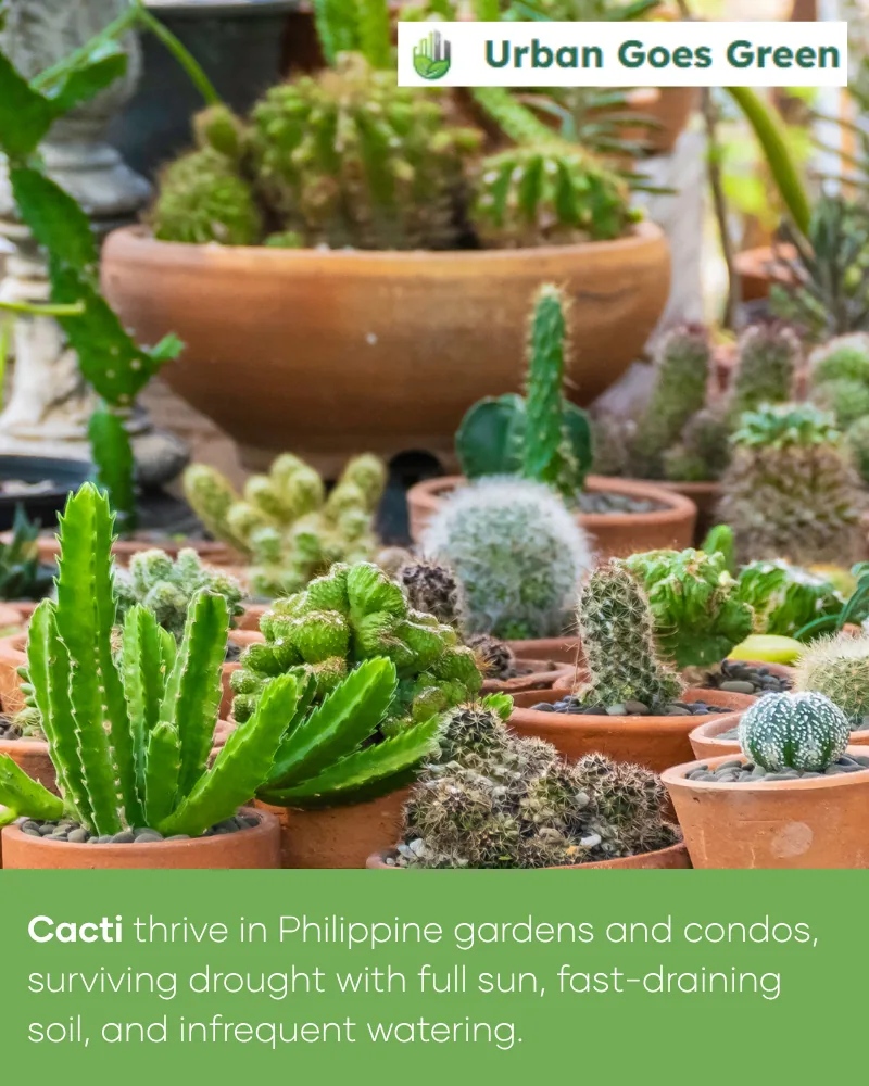 Cactus Varieties growing in the Philippines
