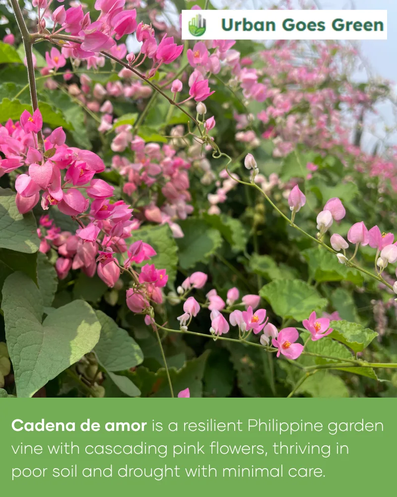 Cadena de Amor (Antigonon leptopus) growing in the Philippines