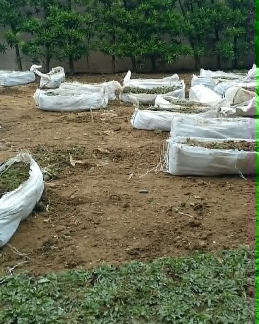Sacks of freshly cut carabao grass delivered on site for installation