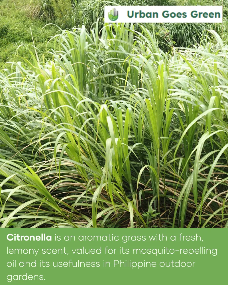 Citronella (Cymbopogon nardus) growing in the Philippines