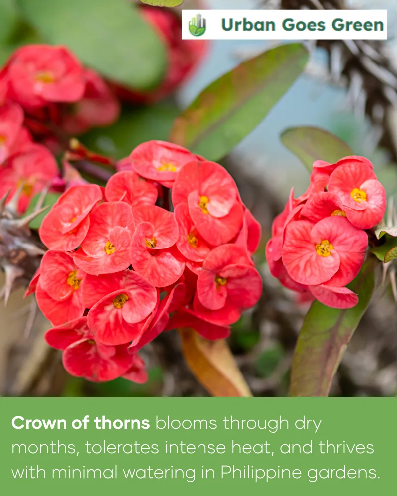Crown of Thorns (Euphorbia milii) growing in the Philippines