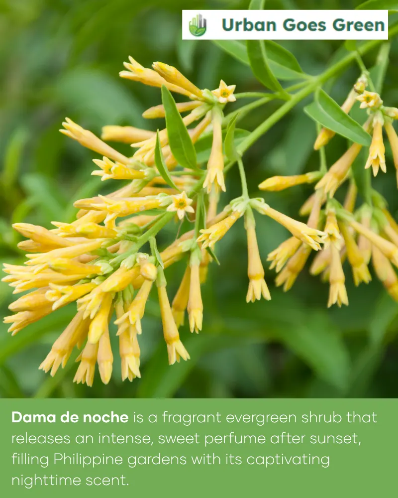 Dama de Noche (Cestrum nocturnum) growing in the Philippines