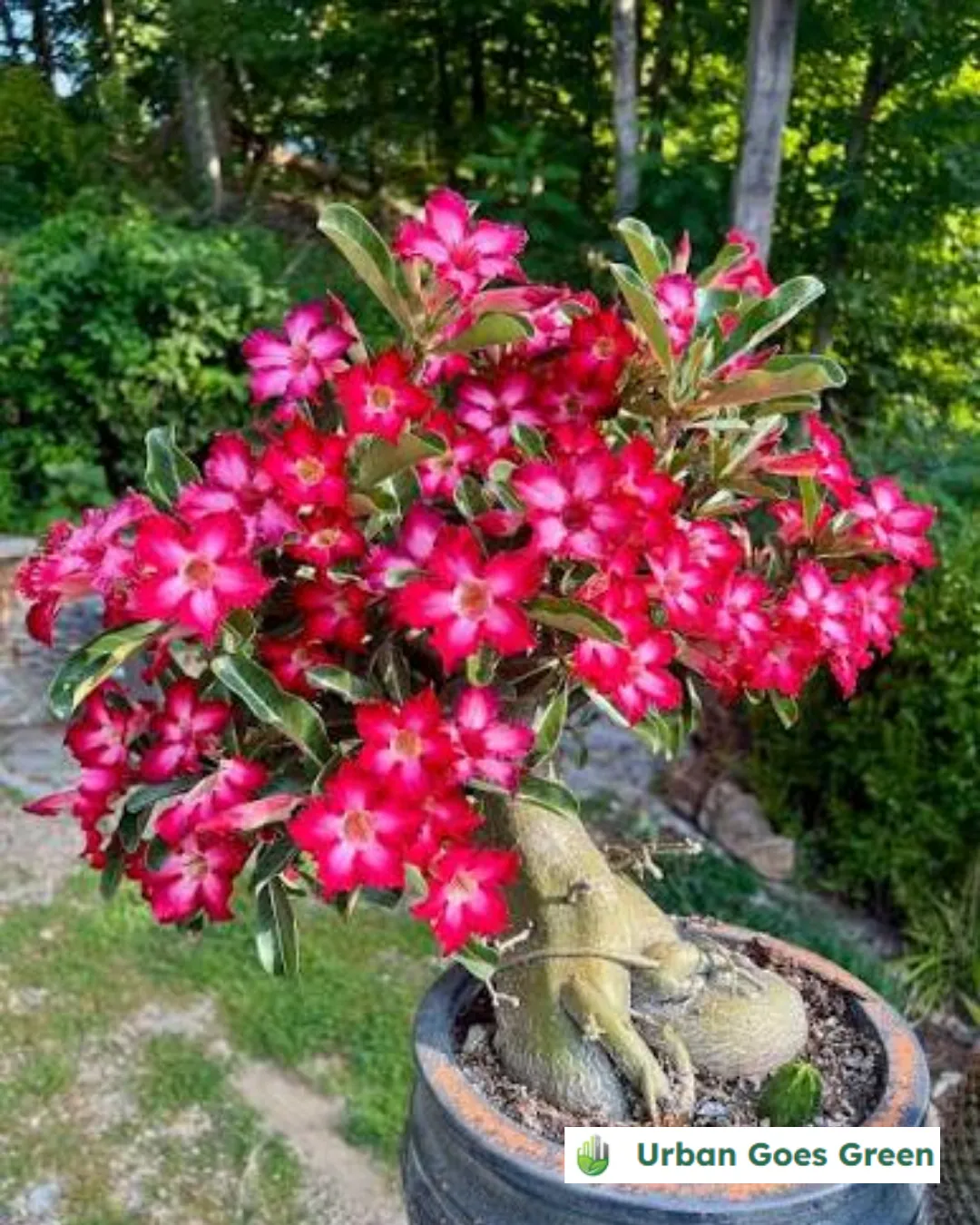 Desert Rose (Adenium obesum) growing in the Philippines