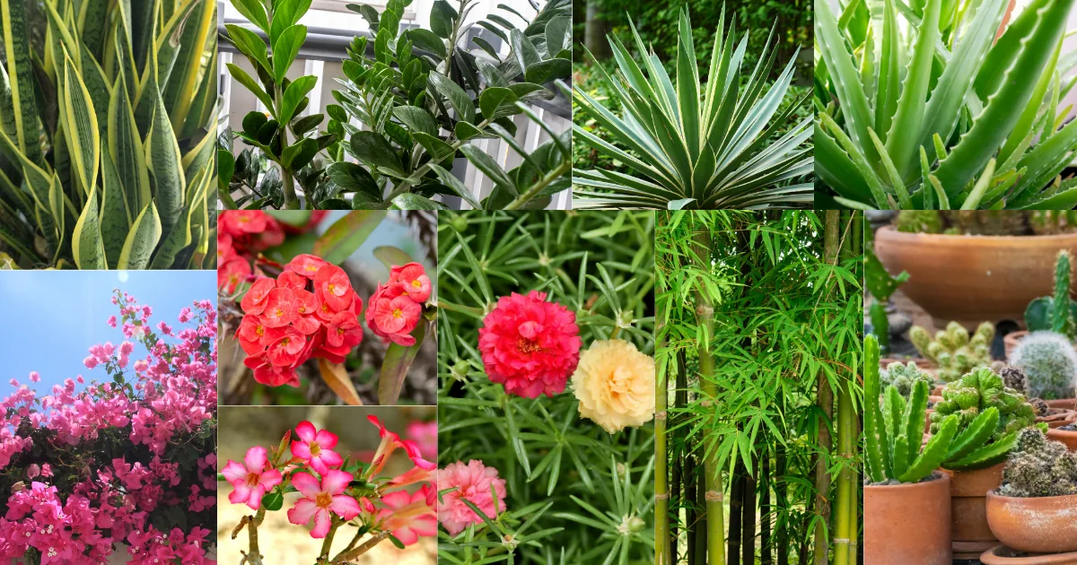 Drought tolerant plants for Philippine gardens including snake plant, agave, adenium and bougainvillea