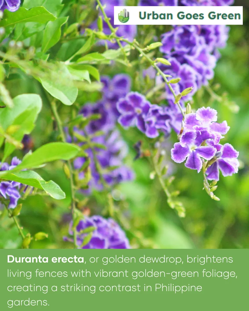 Duranta growing in the Philippines