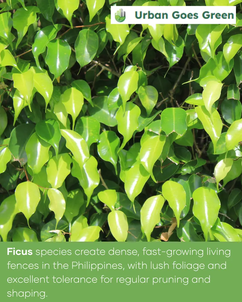 Ficus Varieties growing in the Philippines