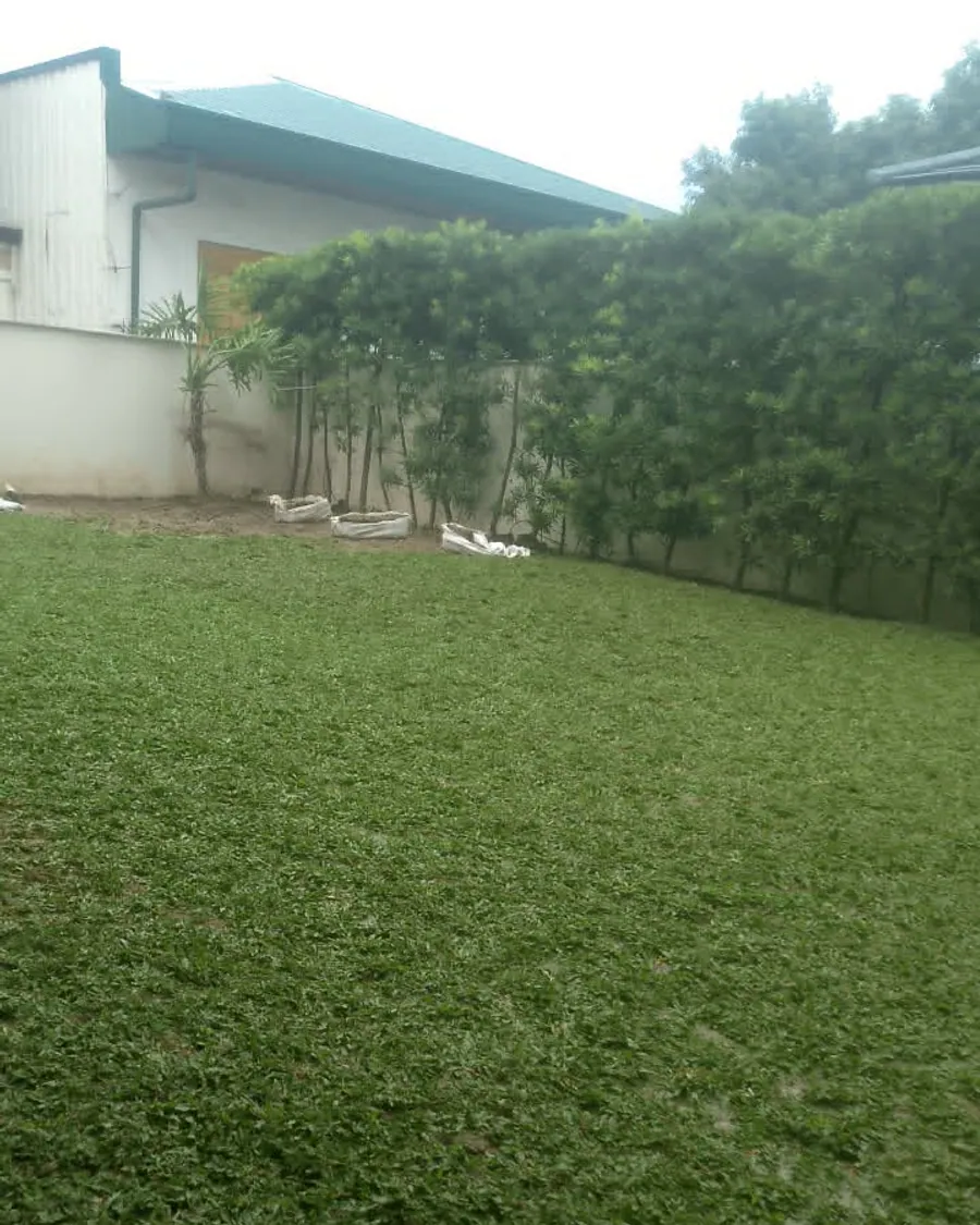 Finished carabao grass lawn installed by Urban Goes Green in Metro Manila