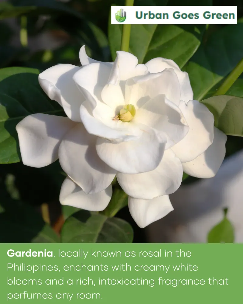 Gardenia (Gardenia jasminoides) growing in the Philippines