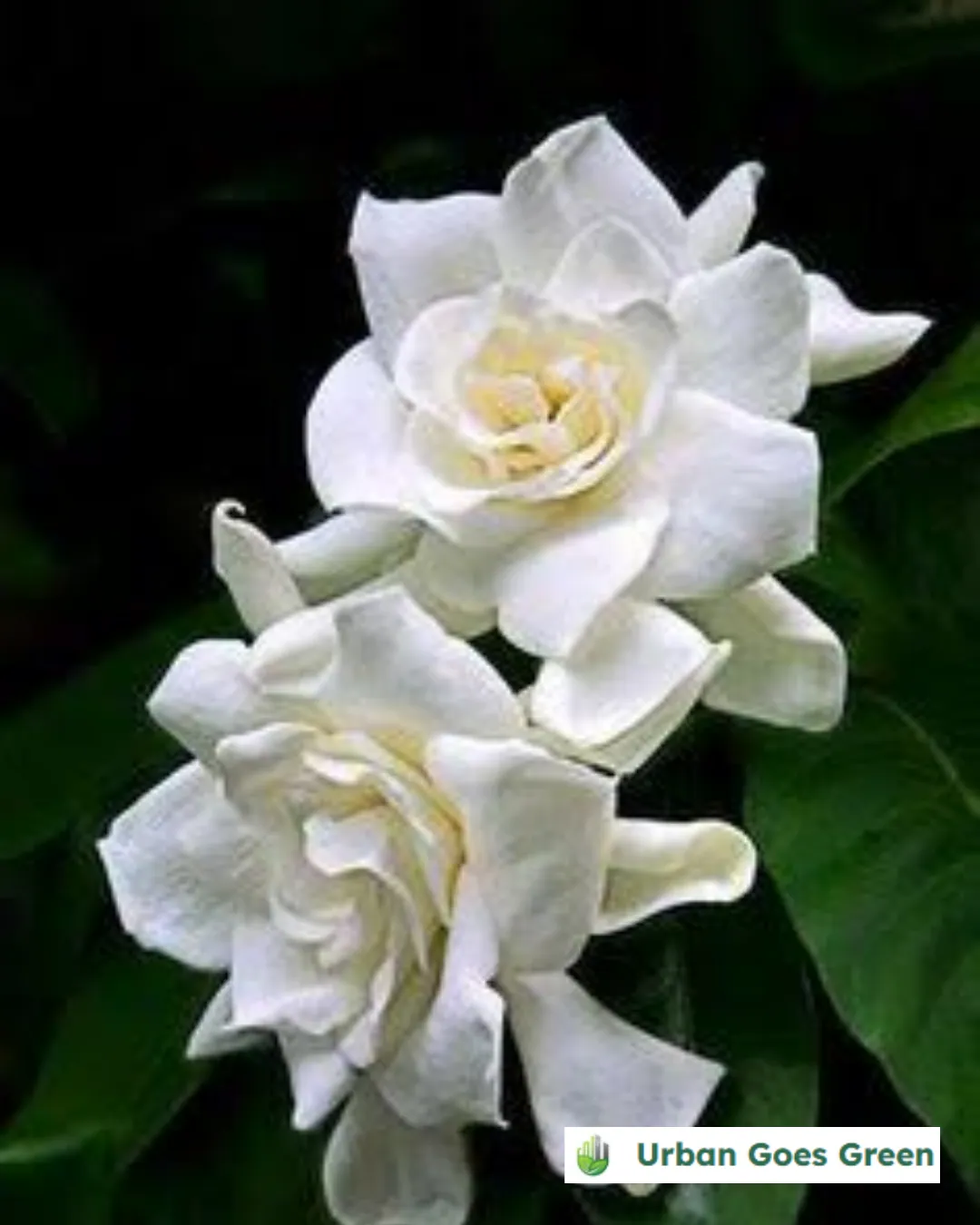 Gardenia (Rosal na Puti) growing in the Philippines