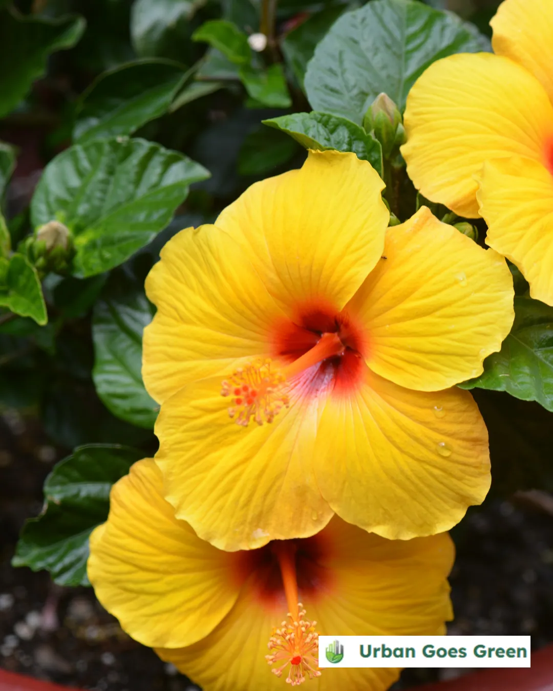Gumamela (Hibiscus rosa-sinensis) growing in the Philippines