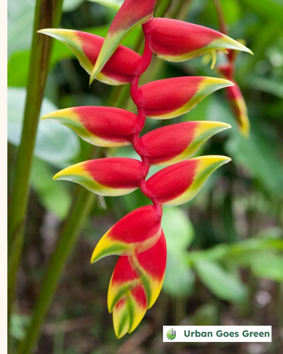 Heliconia (Lobster Claw) growing in the Philippines