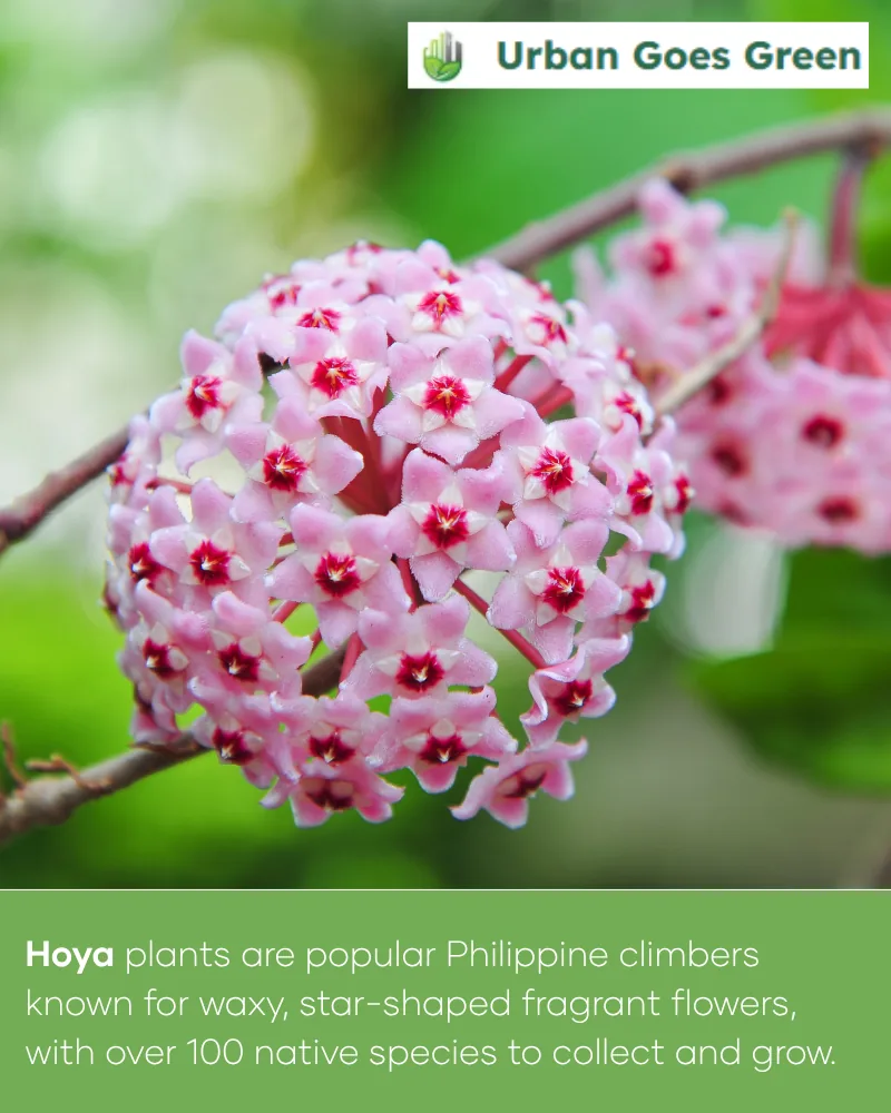 Hoya (Wax Plant) growing in the Philippines