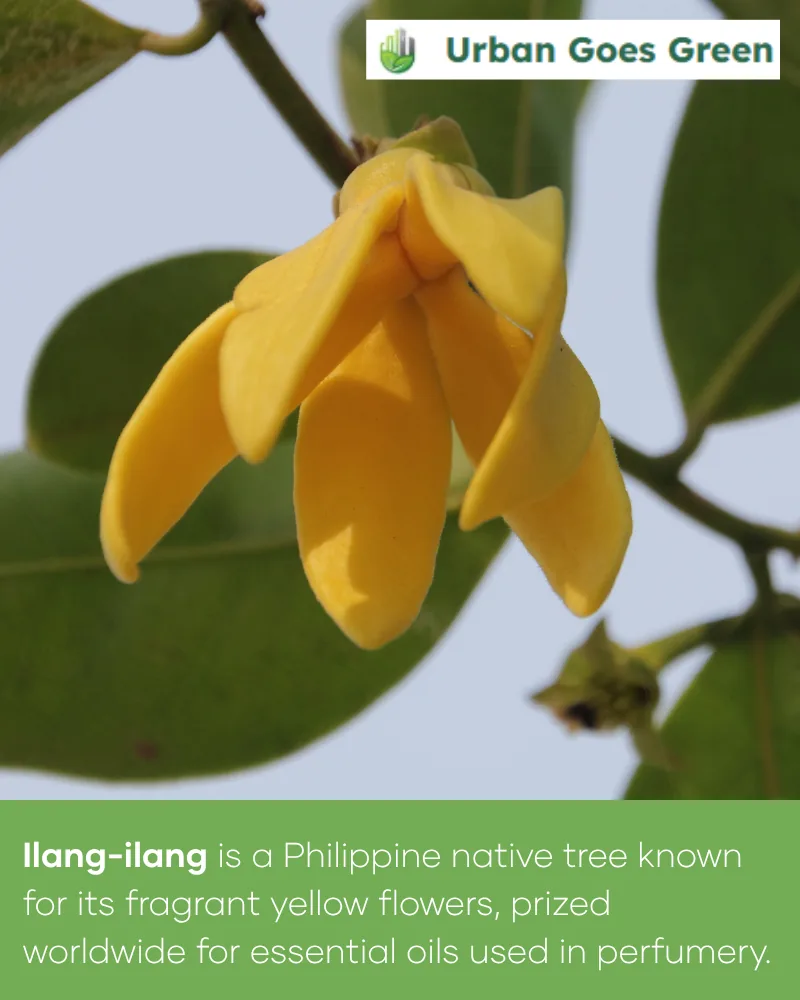 Ilang-Ilang (Cananga odorata) growing in the Philippines