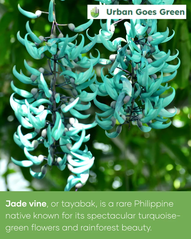 Jade Vine (Strongylodon macrobotrys) growing in the Philippines