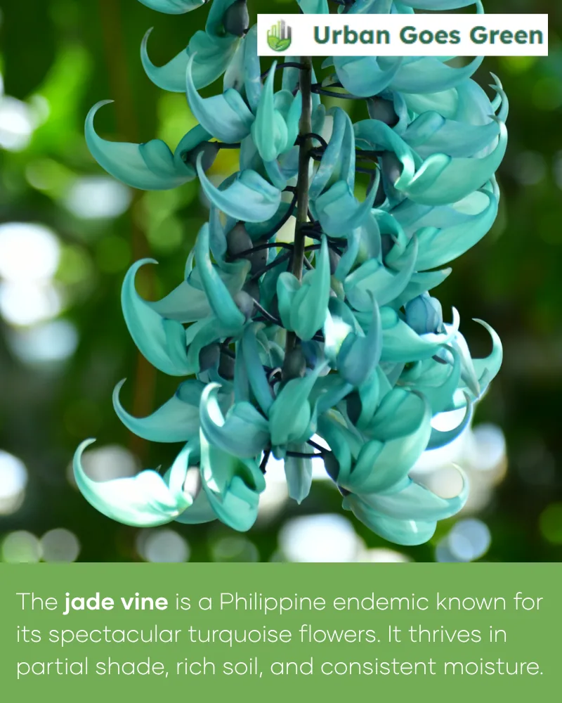 Jade Vine (Strongylodon macrobotrys) growing in the Philippines