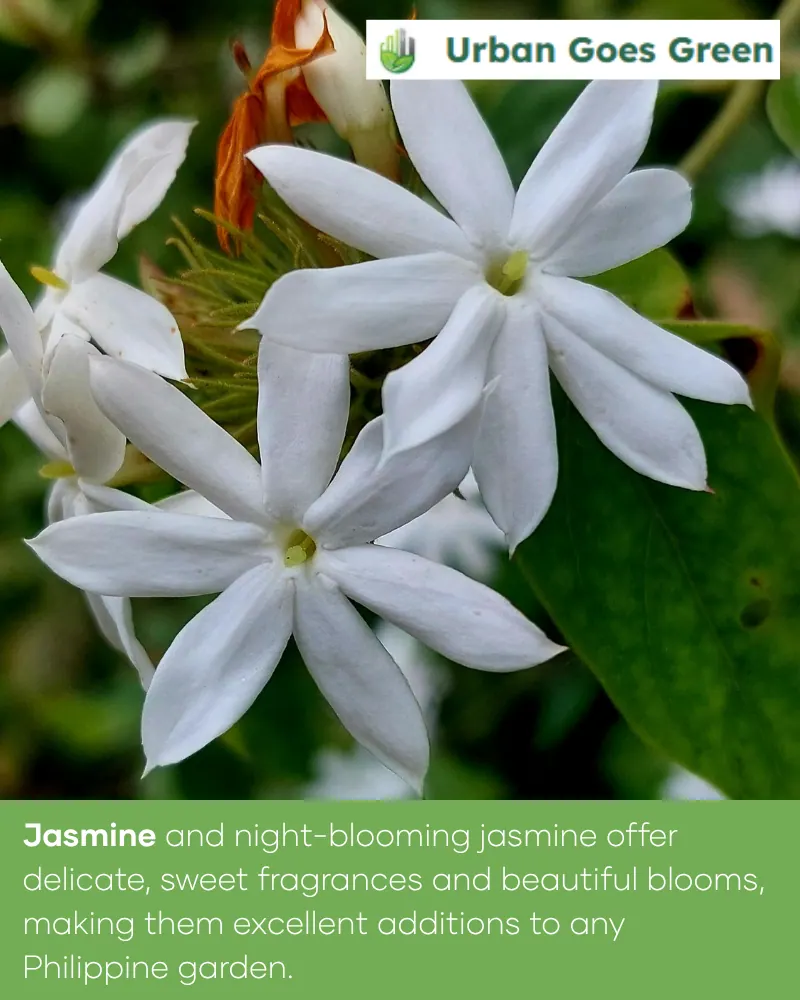 Jasmine (Jasminum spp.) growing in the Philippines