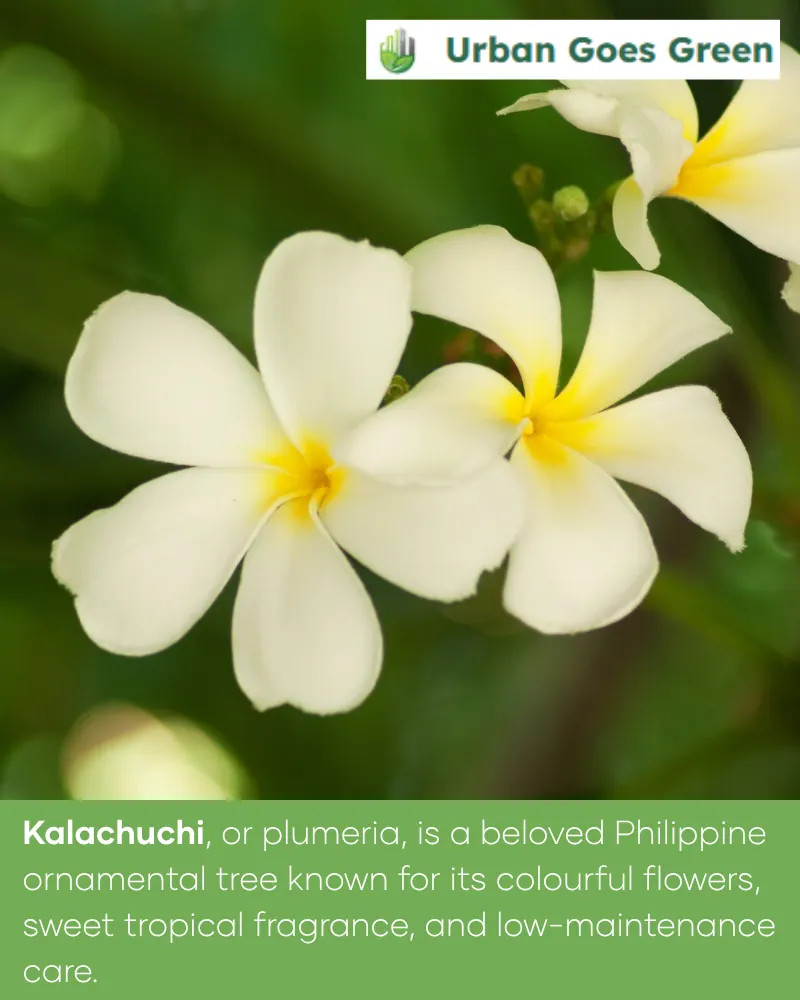 Kalachuchi / Plumeria (Plumeria spp.) growing in the Philippines