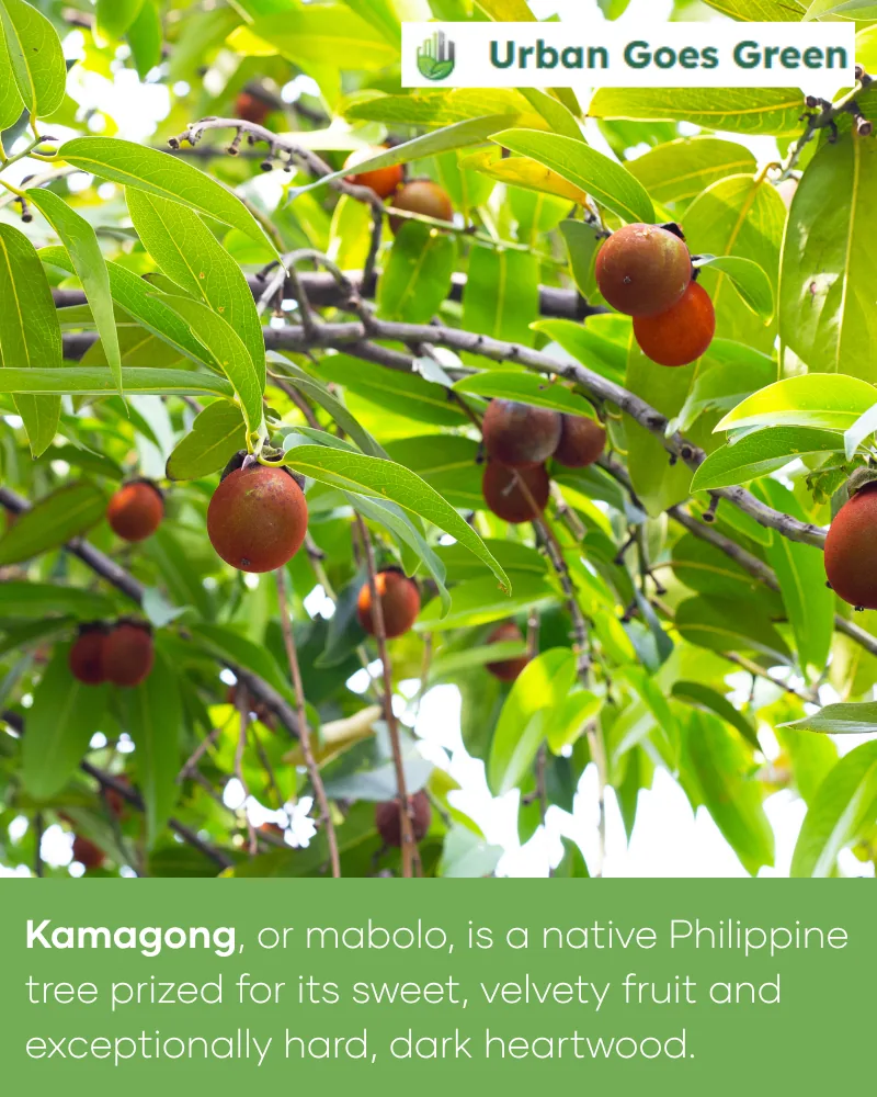 Kamagong (Diospyros blancoi) growing in the Philippines
