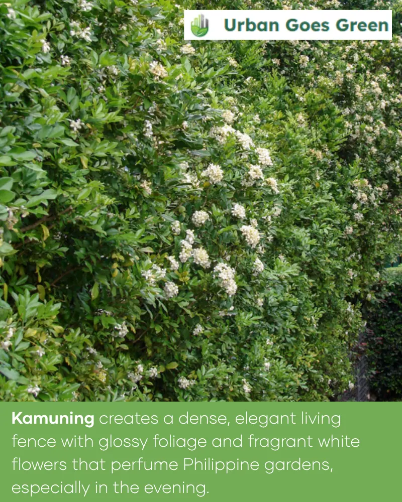 Kamuning (Murraya paniculata) growing in the Philippines