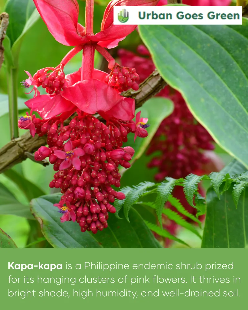 Kapa-Kapa (Medinilla magnifica) growing in the Philippines